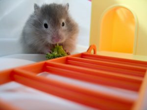 hamstercare_iStock_000000296889XSmall