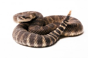 rattler_iStock_000014685992XSmall
