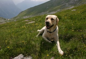 dog on mountain, ticks