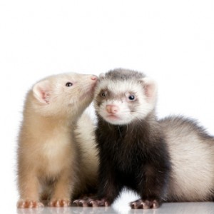 two Ferrets kits (10 weeks)