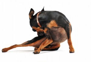 miniature pinscher scratching