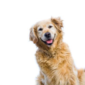 HappyHound