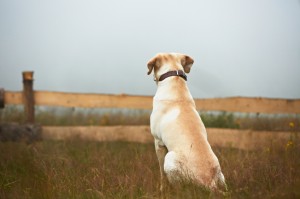 PetLoss