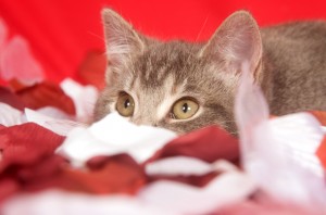 Kitten with rose petals
