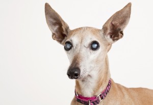 old dog with eye cataract