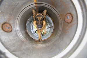 Police dog training