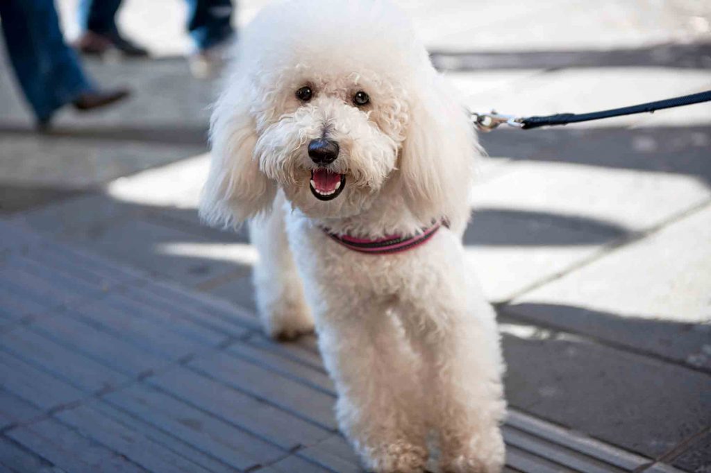 dog training